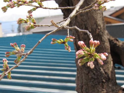 烏帽子山公園の桜が一輪咲いてました。開花宣言も明日、明後日かも