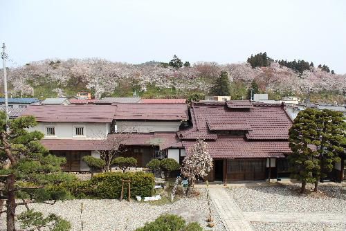 今日「１７日の烏帽子山公園」の桜情報　記念館２階の窓から