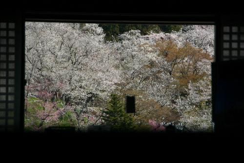 烏帽子山公園の桜が満開　２階の窓が絶景のビューポイント　おいでをお待ちしています