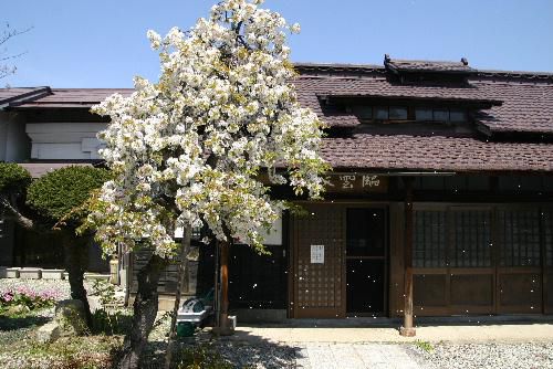 初夏を思わせる陽気に臨雲文庫前の桜が散り始めました