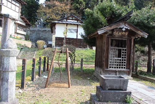 東正寺結城翁墓地にもしだれ梅を植栽