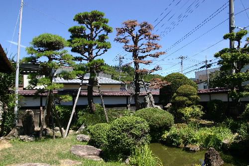 猛暑の夏　記念館の庭の松が枯れてしまった