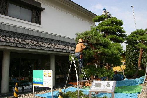 庭木の剪定が行われています