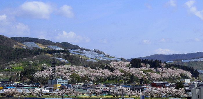 桜の見納め 烏帽子山公園