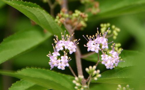 夏の終わり 小さな花が咲いています