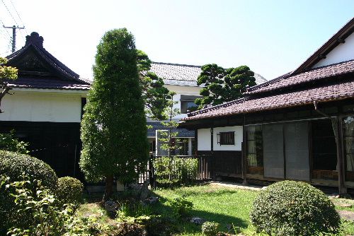 悠仁親王のお印「高野槇」が大きく育っています