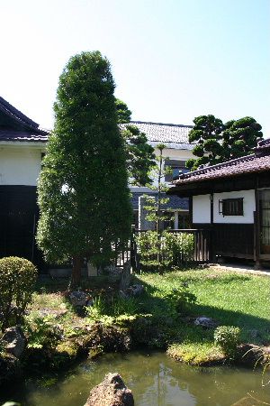 高野槇