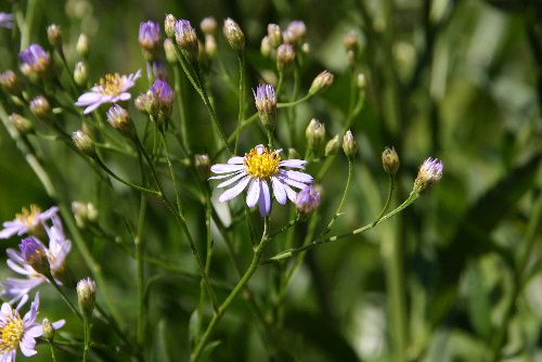 まだ涼しくならないなあ 庭にはこんな花が咲いてます