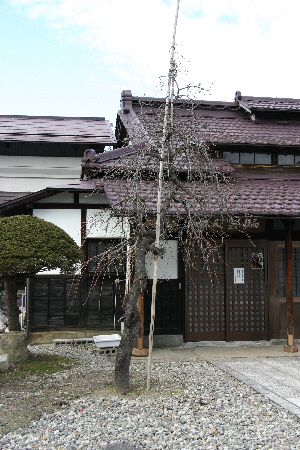 桜の開花はいつ?