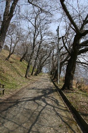 烏帽子山公園の桜は?