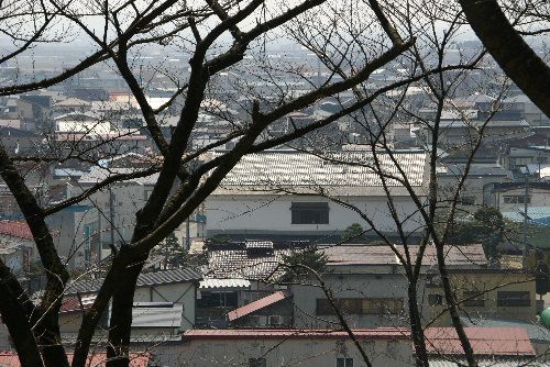 烏帽子山公園の桜のつぼみは?