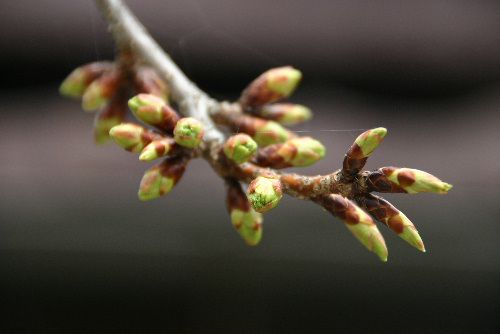 臨雲文庫の桜の蕾がかなり膨らんできたが咲くのはもう少し先かな