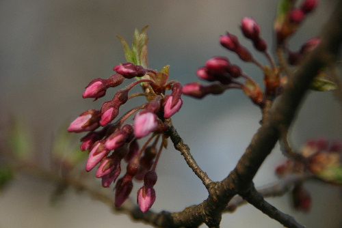 東正寺参道に続く階段のしだれ桜も今にも咲きそう