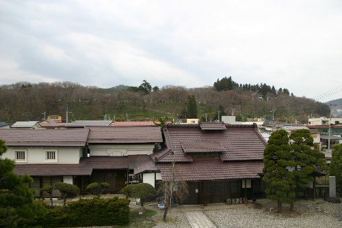 今日が開花宣言?