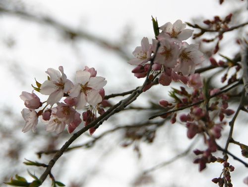 輪廻の桜がこんなに咲いてました
