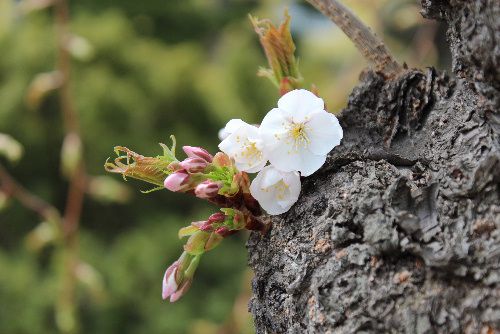 臨雲文庫前の桜が一輪咲いた