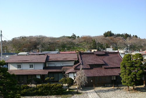 これで満開? 悲しくなりそうな烏帽子山公園の桜