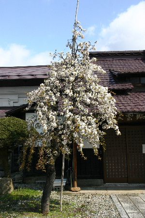 記念館の庭の3本の桜