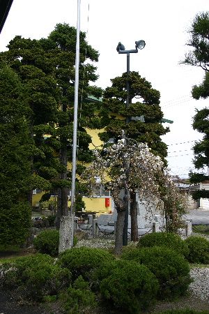 まだ三分咲きの桜