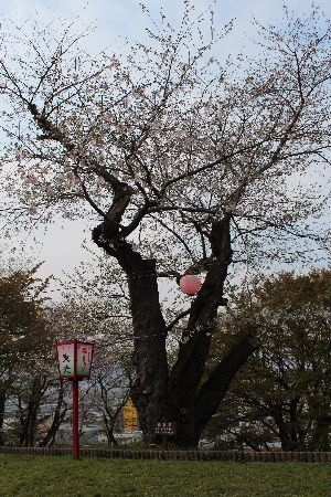 烏帽子山公園の桜も老いたのかなあ?