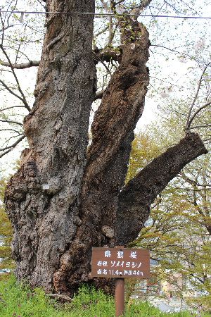 烏帽子山公園「臨雲桜」の老化?
