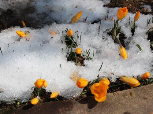 雪から一転ポカポカ陽気の晴天に　クロッカスが雪の中で咲いてます