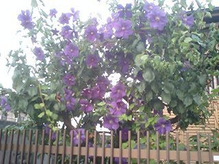 木に咲く、紫の花を知ってますか？