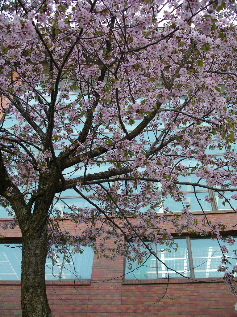 山形市蔵王体育館の桜～