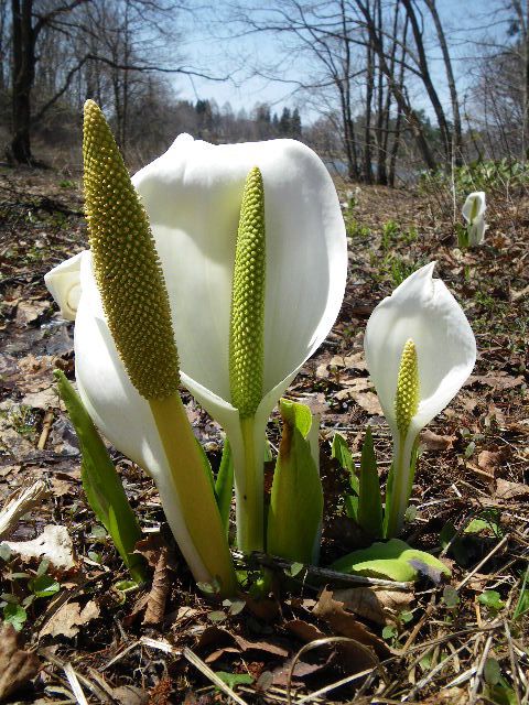 蔵王の鴫の谷地沼の水芭蕉群生