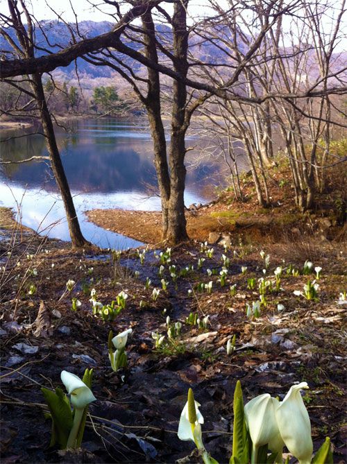 鴫の谷地沼の水芭蕉群生