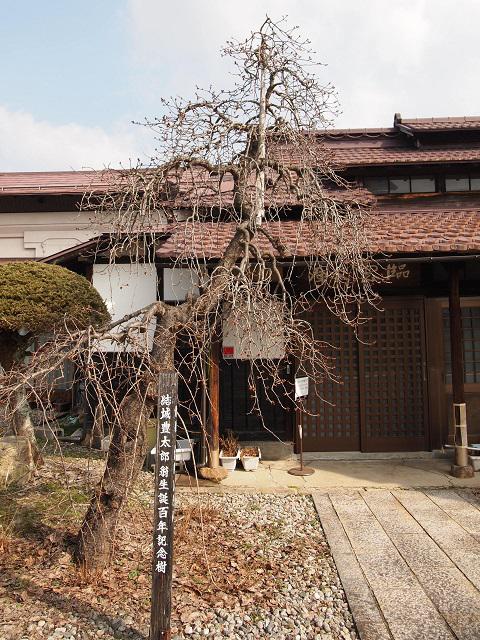 ３月２４日朝９時、烏帽子山の桜の様子です