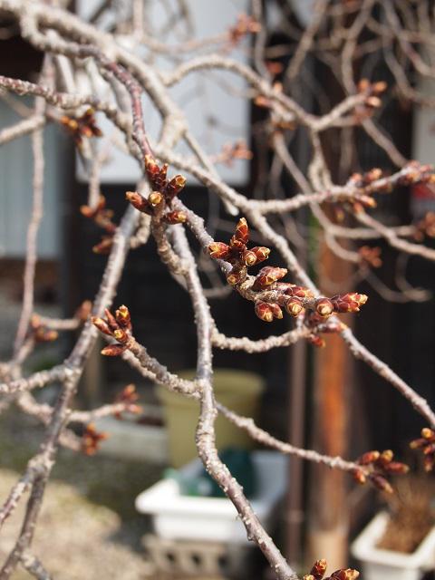 ３月２４日朝９時、烏帽子山の桜の様子です