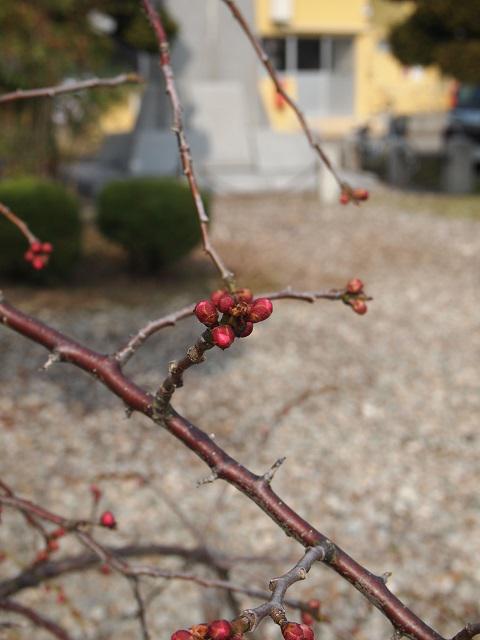 ３月２４日朝９時、烏帽子山の桜の様子です