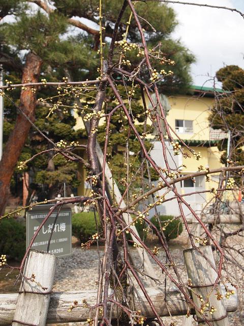 ３月２４日朝９時、烏帽子山の桜の様子です