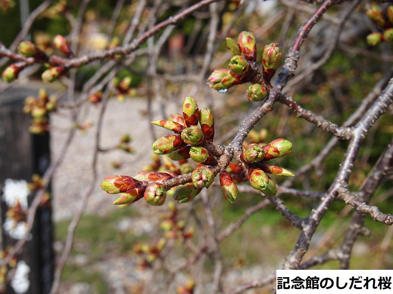 4月5日朝9時、烏帽子山の桜の様子です