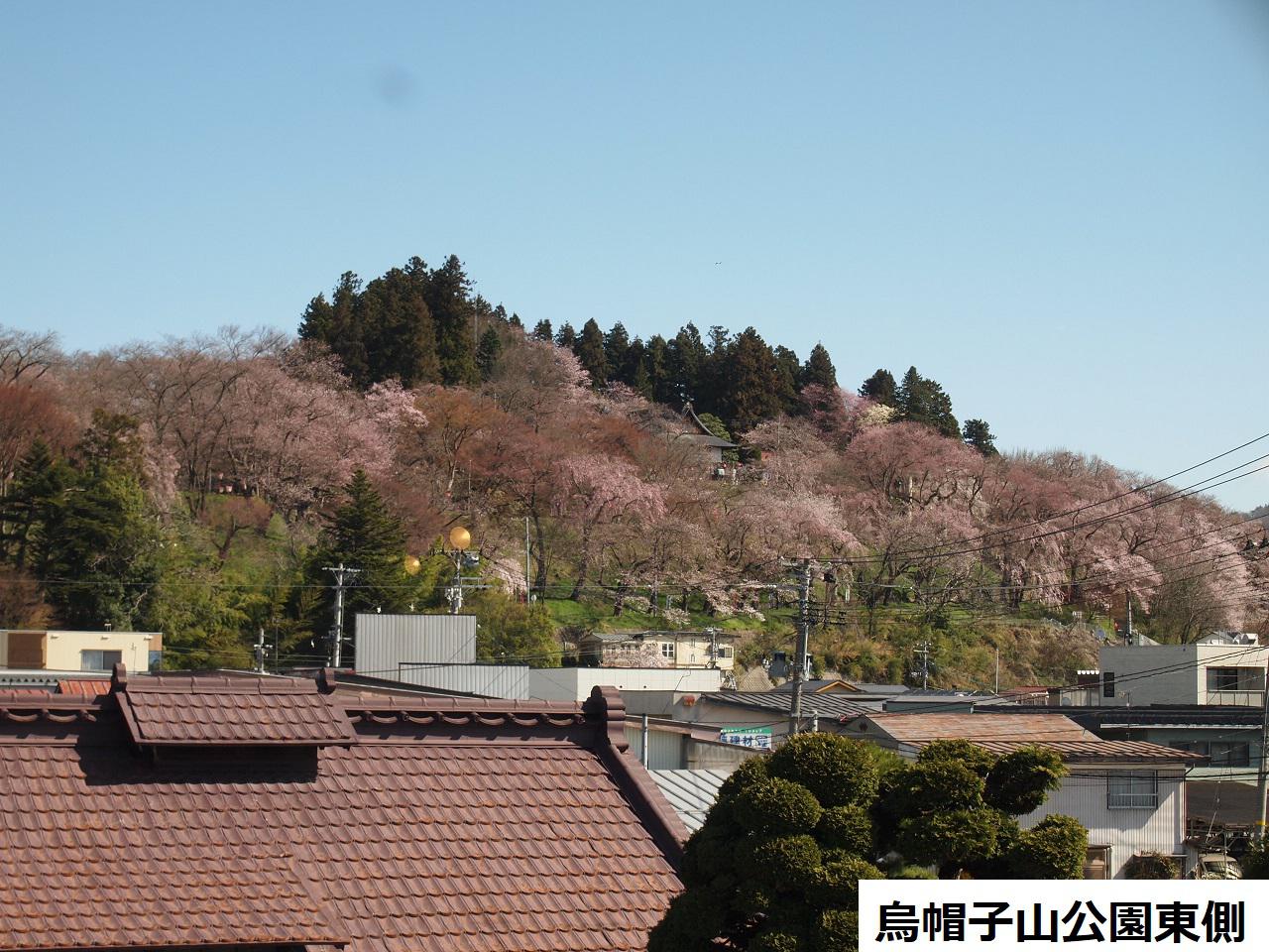 4月8日朝9時、烏帽子山の桜の様子です