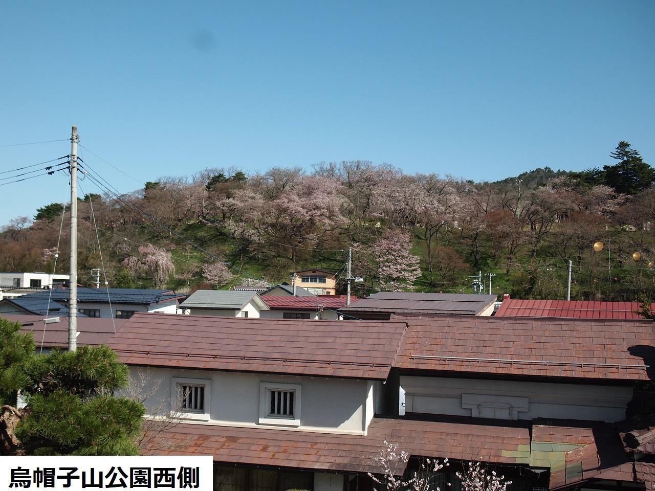 4月8日朝9時、烏帽子山の桜の様子です