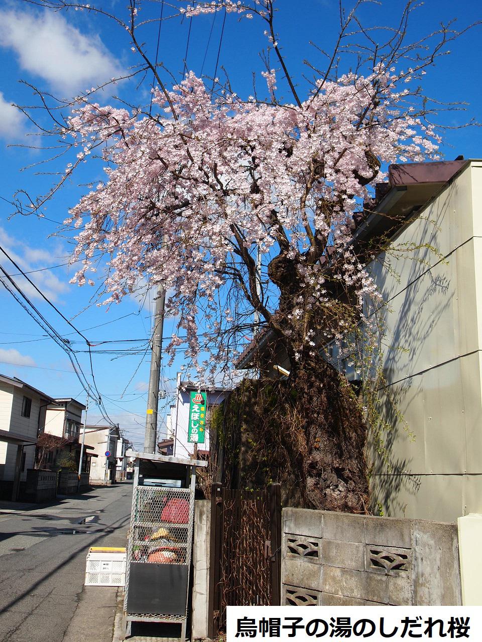 4月8日朝9時、烏帽子山の桜の様子です