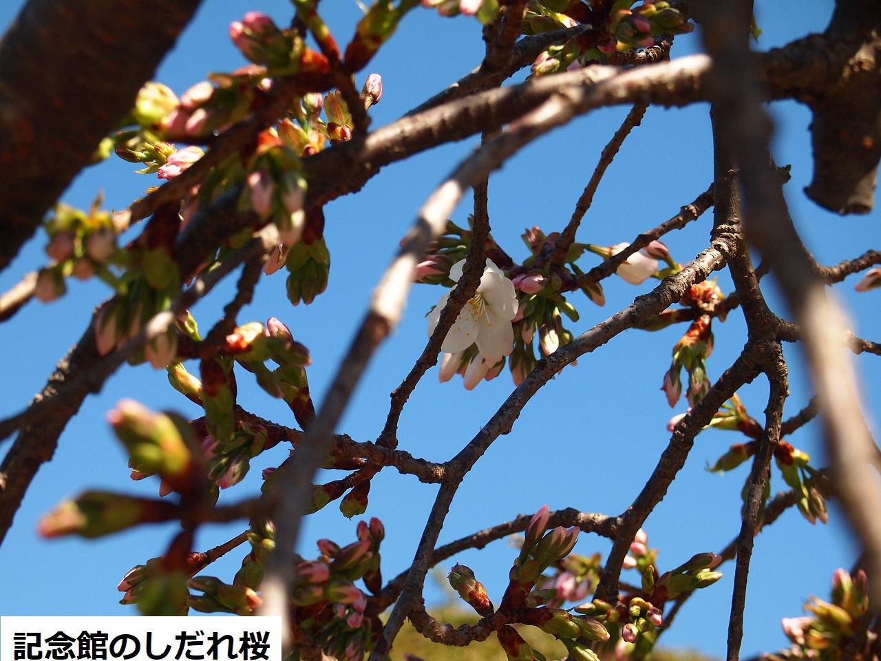 4月8日朝9時、烏帽子山の桜の様子です