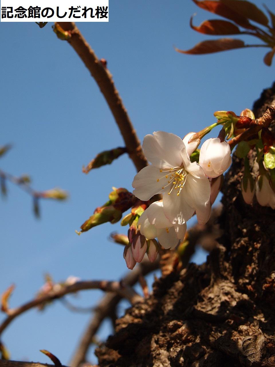 ４月９日朝９時、烏帽子山の桜の様子です