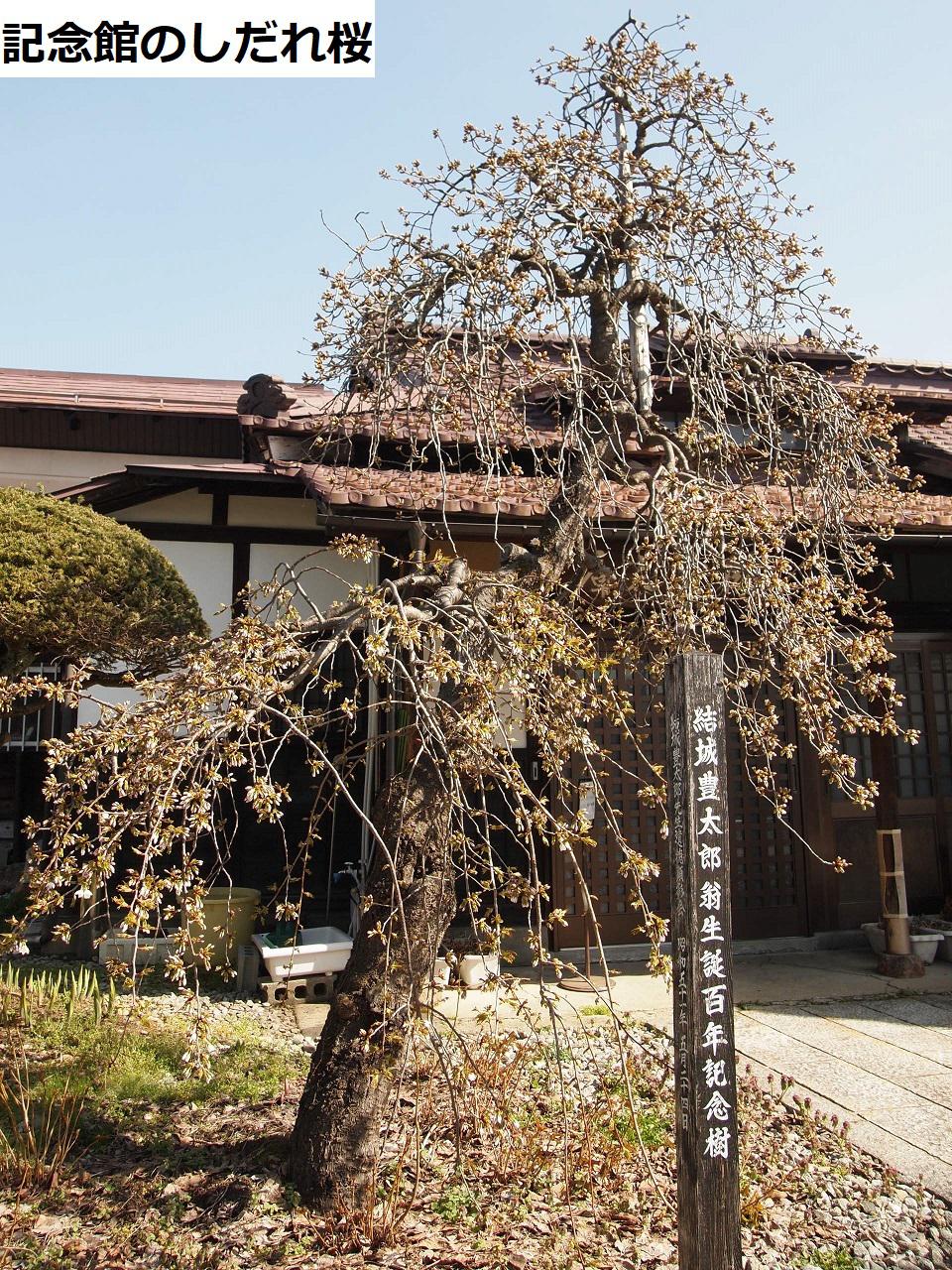 ４月９日朝９時、烏帽子山の桜の様子です
