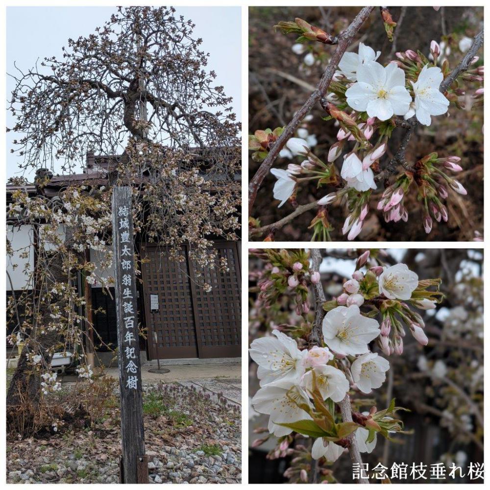 4月10日朝9時 烏帽子山の桜の様子です