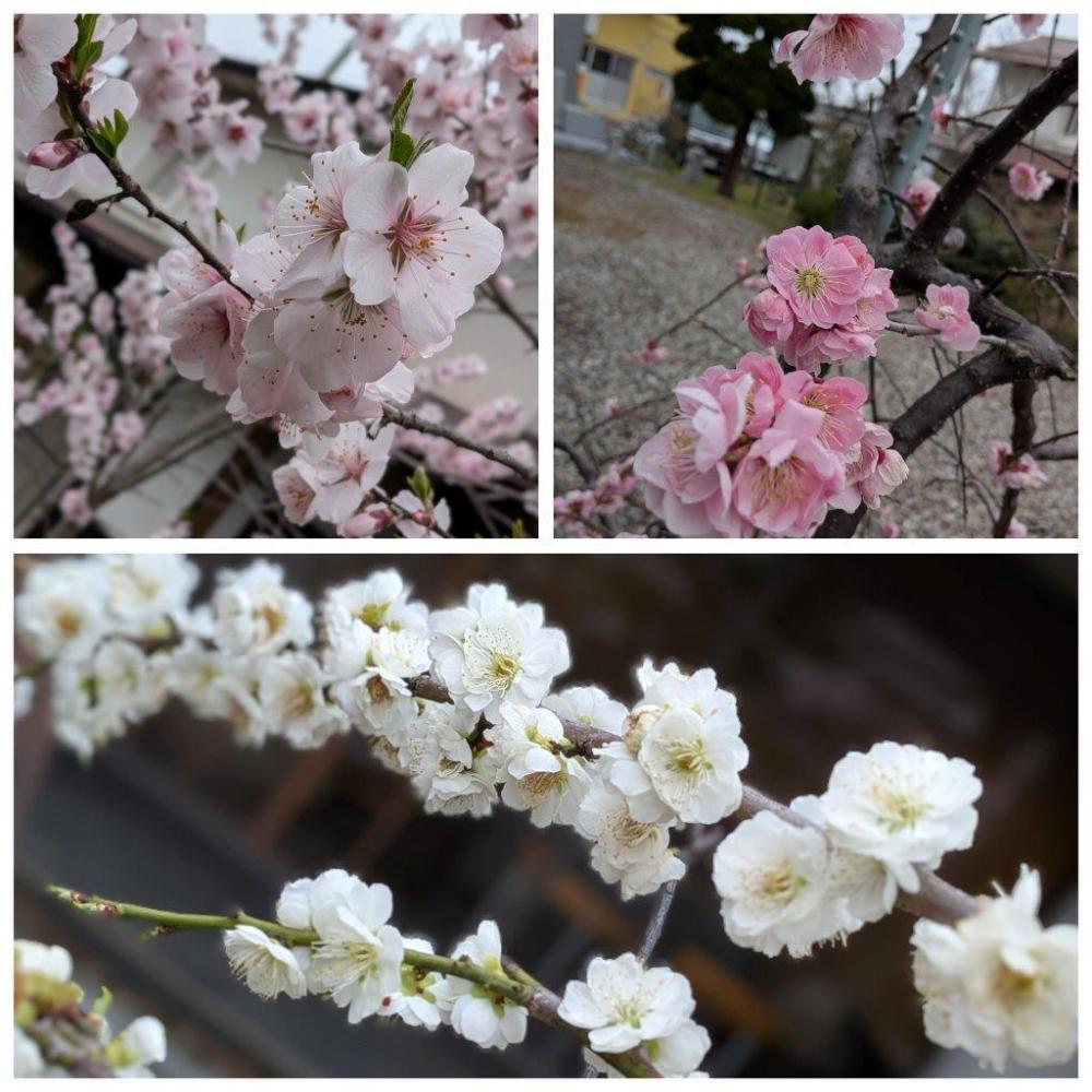 4月10日朝9時 烏帽子山の桜の様子です