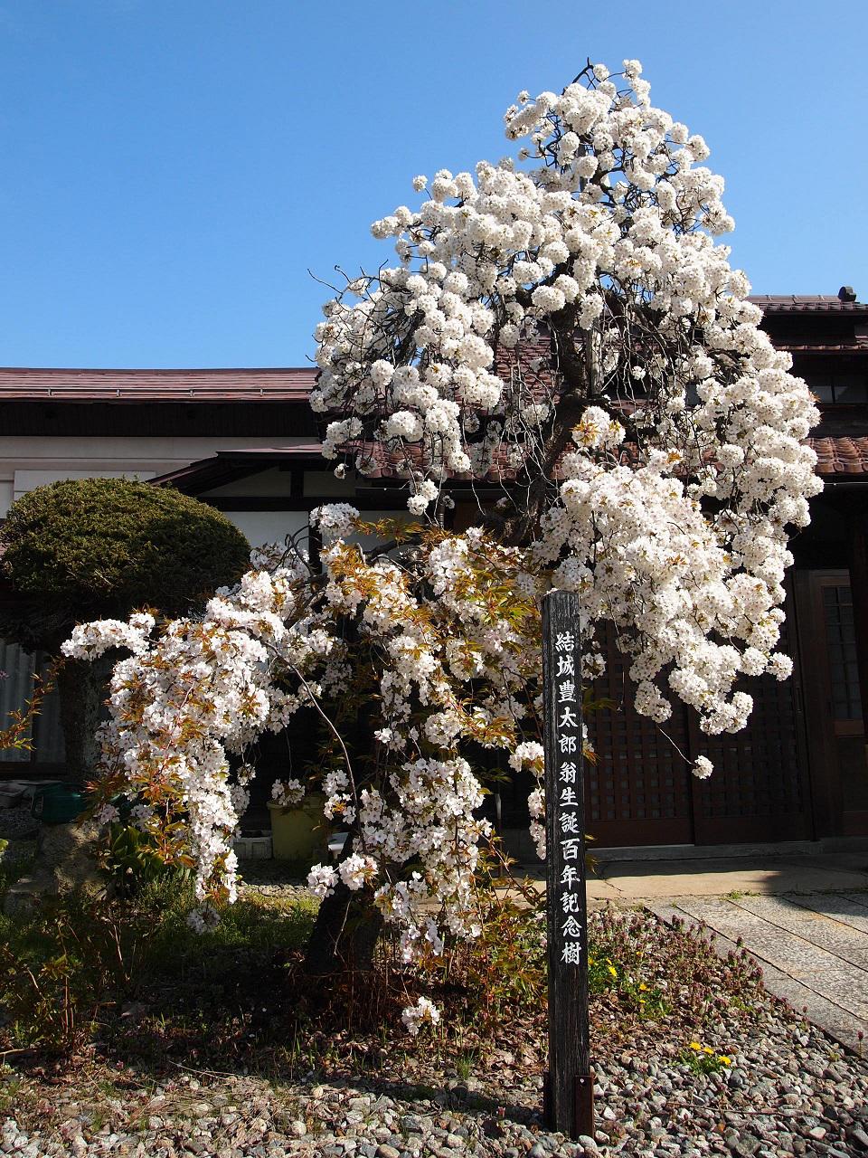 ４月１５日朝９時、烏帽子山の桜の様子です