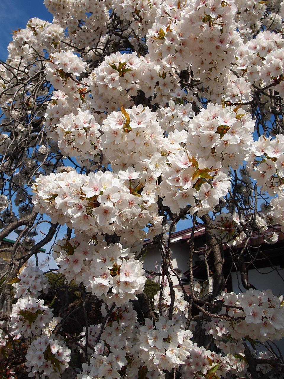４月１５日朝９時、烏帽子山の桜の様子です
