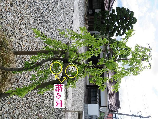 梅の実がなりました。