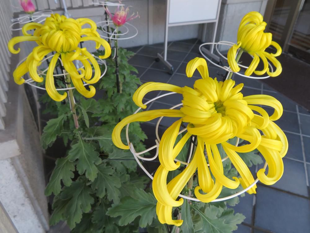 菊が見頃を迎えました。