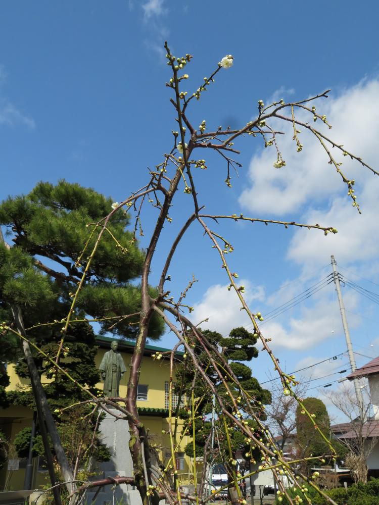 梅が開花、新年度がスタートしました。