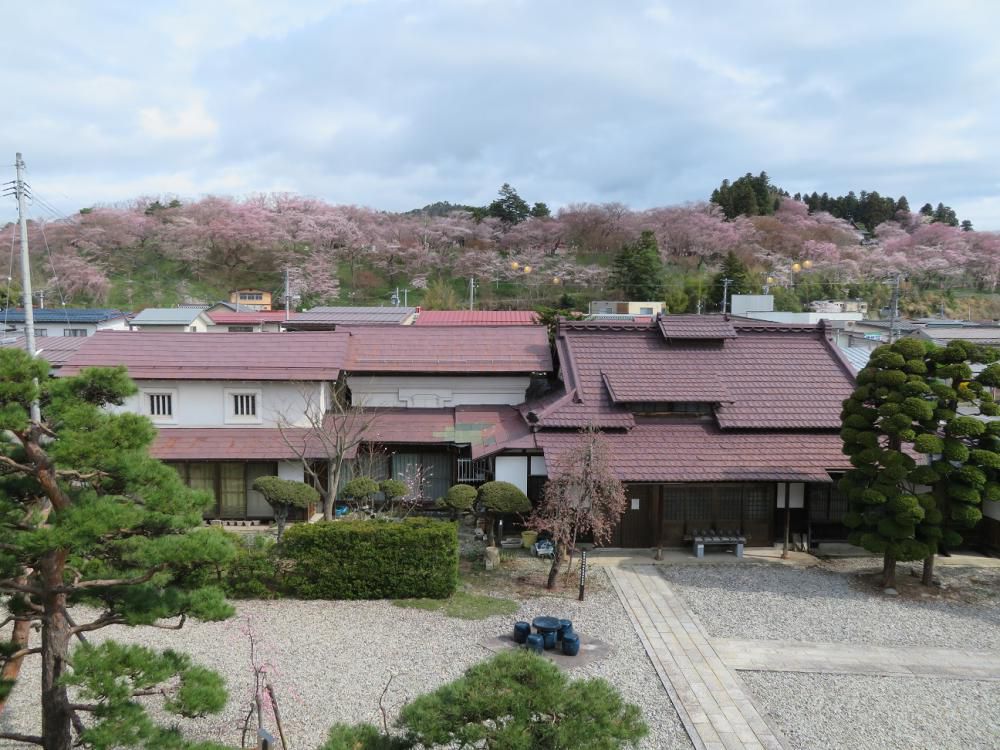 ４月１４日朝９時、烏帽子山の桜の様子です