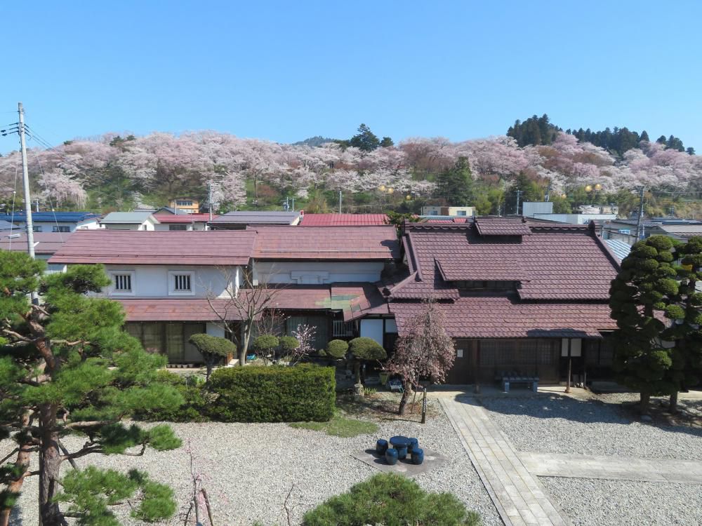 ４月１７日朝９時、烏帽子山の桜の様子です